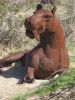 PICTURES/Borrego Springs Sculptures - Bugs, Cats & Birds/t_IMG_8808.JPG